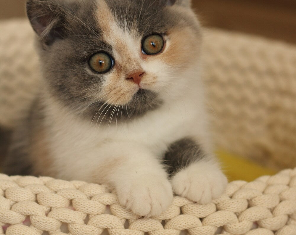 Chonky knitted cat bed